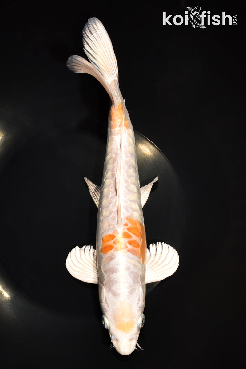 10.75 ARAGOKE KIKUSUI