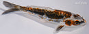 6.5" BENI KIKOKURYU