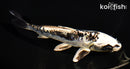 6.5" ARAGOKE KIKOKURYU