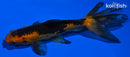 4.25 WATONAI GOLDFISH