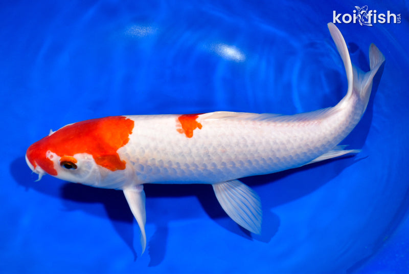 13" KOHAKU