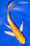 8.75" YAMABUKI OGON BUTTERFLY