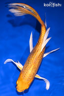 9.25" GINRIN YAMABUKI OGON BUTTERFLY