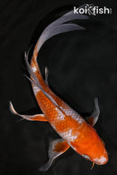 7.5" OCHIBA SHIGURE BUTTERFLY