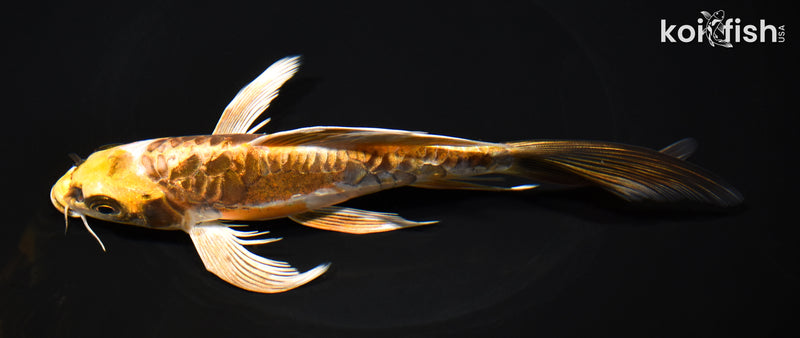 7.5" KIN KIKOKURYU BUTTERFLY