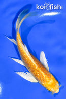 5" GINRIN YAMABUKI OGON BUTTERFLY