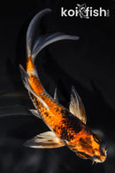 5.75' KIN HI SHOWA BUTTERFLY