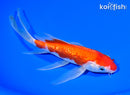 7.5" GINRIN KOHAKU BUTTERFLY