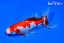 5.75" SARASA WATONAI GOLDFISH