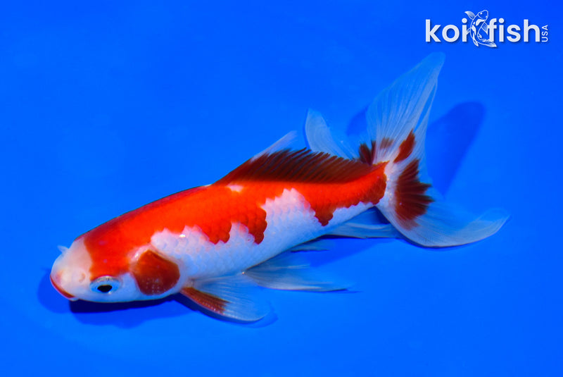 5.75" SARASA WATONAI GOLDFISH