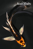 4.75" BENI KIKOKURYU BUTTERFLY