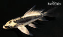 4.5" KIN KIKOKURYU BUTTERFLY