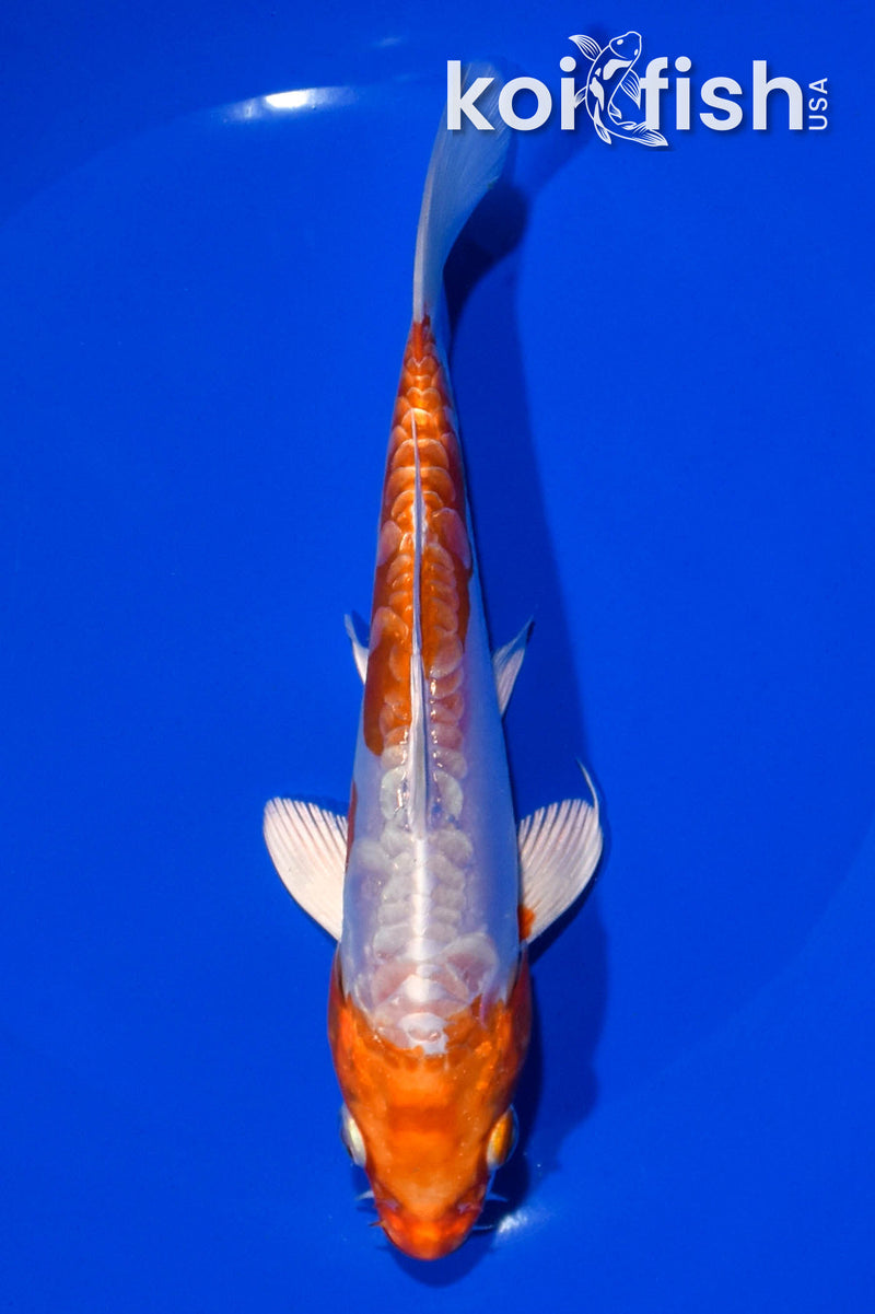 6.5" KIKUSUI
