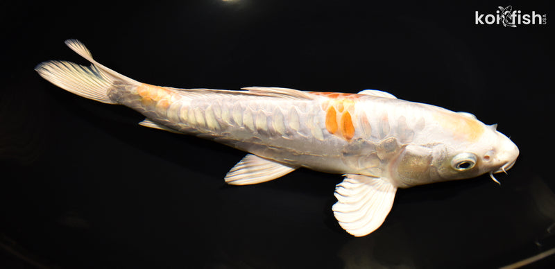 10.75 ARAGOKE KIKUSUI