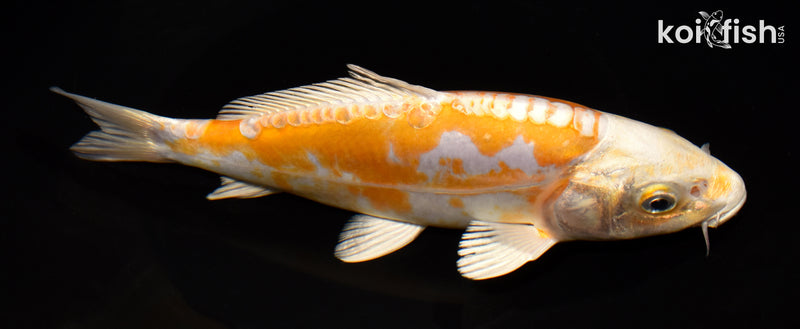 7.75" DOITSU HARIWAKE