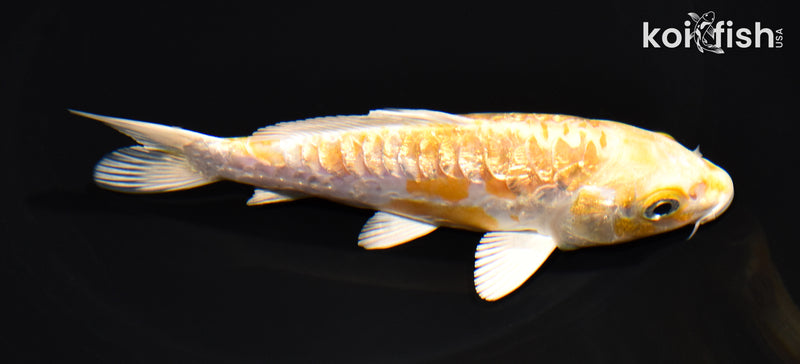 5" GINRIN ARAGOKE LEMON HARIWAKE