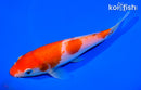 5.75" KOHAKU