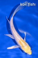 5.25" LEMON HARIWAKE BUTTERFLY