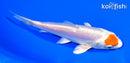 5.75" TANCHO KIKUSUI