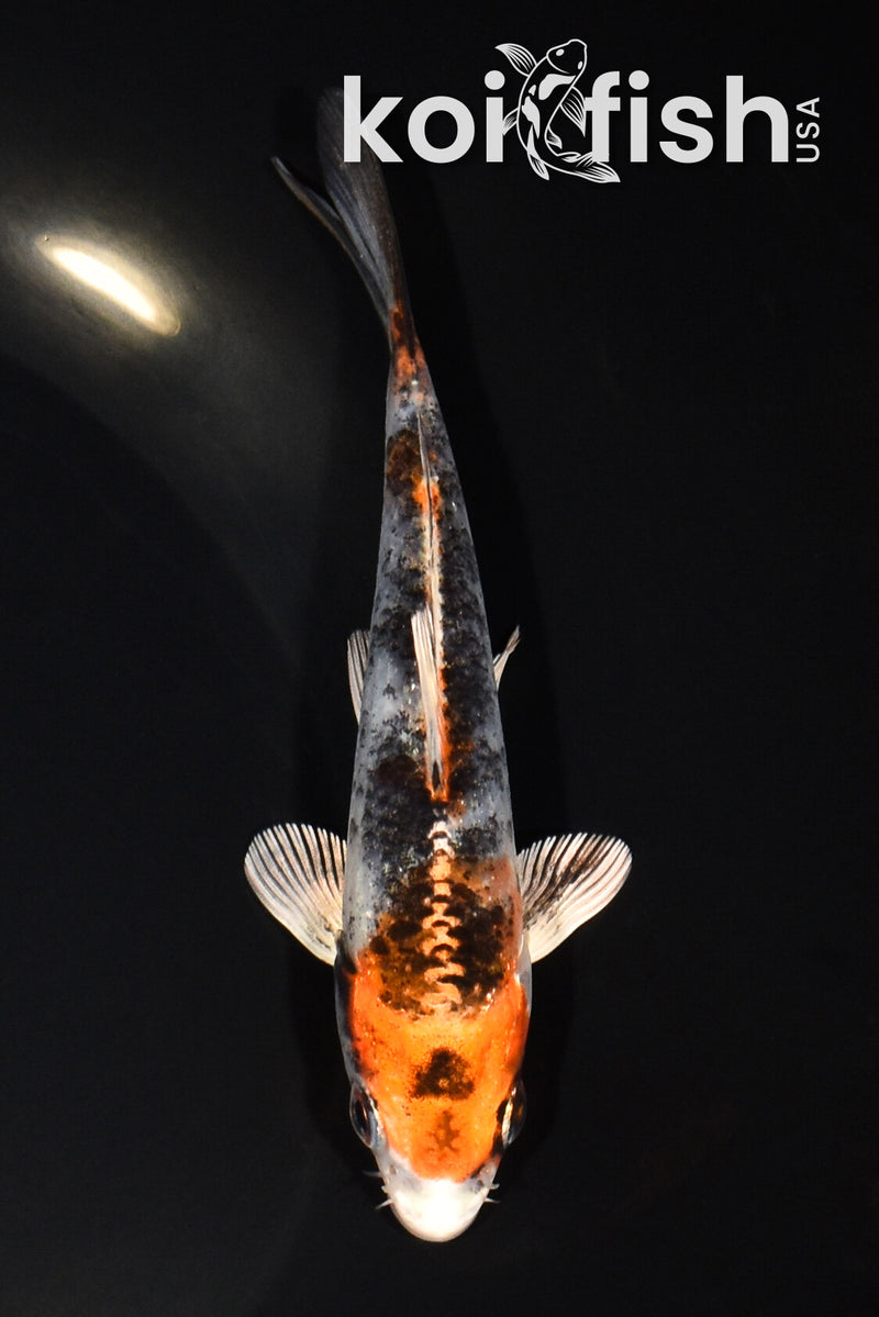 5" YAMATO NISHIKI