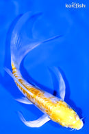 4.75" DOITSU LEMON HARIWAKE BUTTERFLY