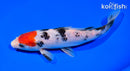 7.25" SANKE