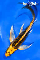 5.5" DOITSU KI MATSUBA BUTTERFLY