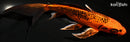 9" KIN ORENJI MATSUBA BUTTERFLY
