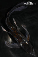 9.5" GINRIN OCHIBA SHIGURE BUTTERFLY