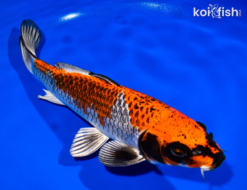 12.5" BENI GINGA