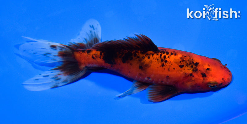 5.75" WAKIN GOLDFISH