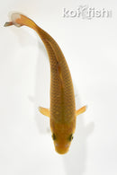 6.75" CHAGOI
