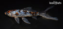 8" SHUBUNKIN GOLDFISH