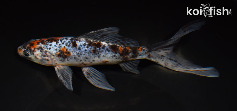 8" SHUBUNKIN GOLDFISH