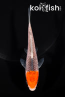 5" TANCHO GOSHIKI