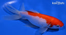 6.25" WATONAI GOLDFISH