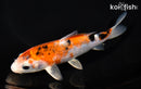6.75" YAMATO NISHIKI