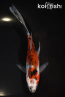 7.5" SHUBUNKIN GOLDFISH