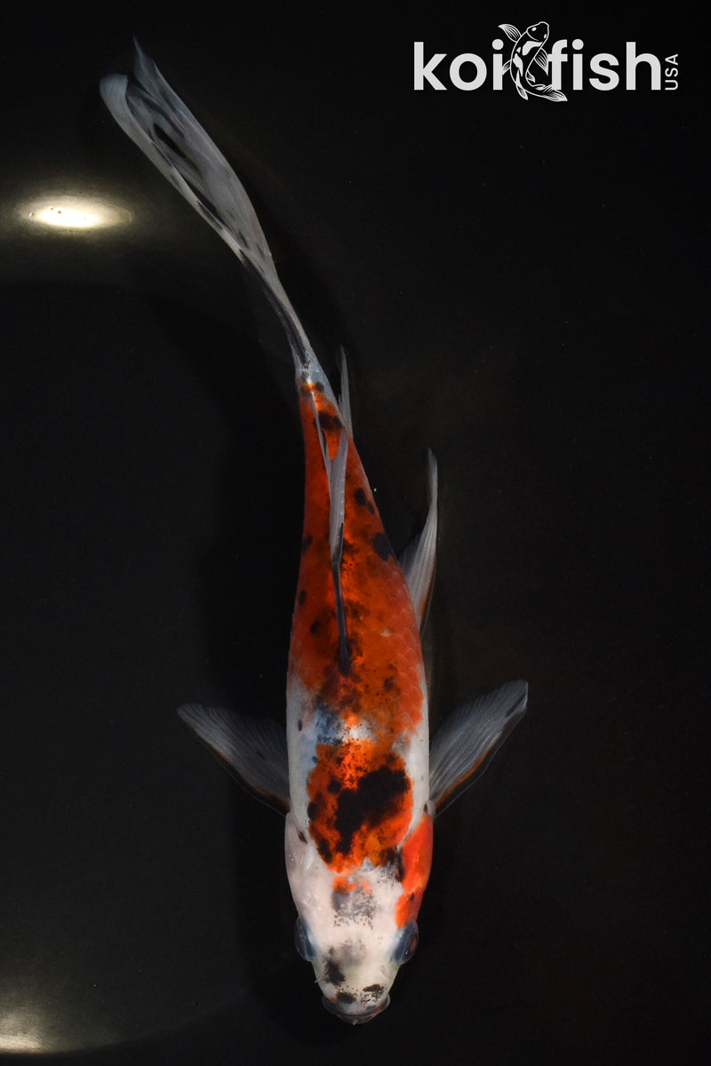 7.5" SHUBUNKIN GOLDFISH