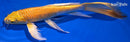 8.75" YAMABUKI OGON BUTTERFLY