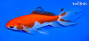 6.25" WATONAI GOLDFISH