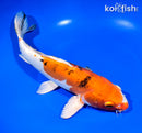 10.25" HEISEI NISHIKI
