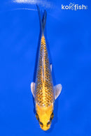 5.5" KUJAKU
