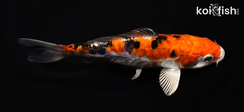 6.25" HEISEI NISHIKI