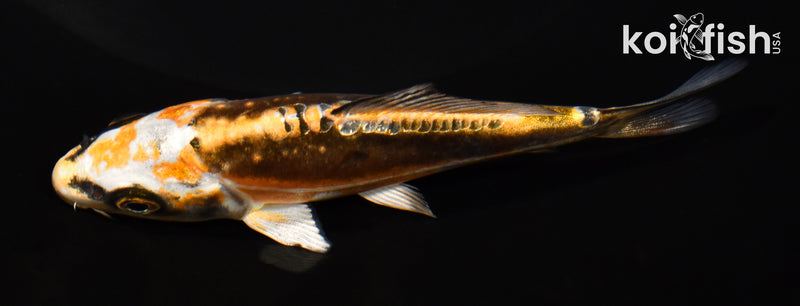 4.5" KIN KIKOKURYU