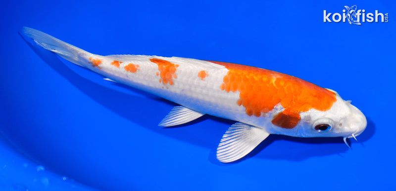 7.75" HARIWAKE