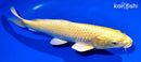 12.5" YAMABUKI OGON