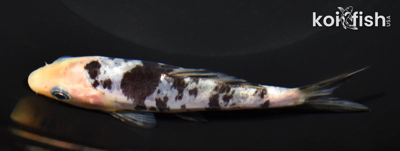 4.25" SHIRO BEKKO