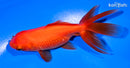4.75" ORANDA GOLDFISH