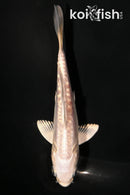 4" DOITSU PLATINUM OGON